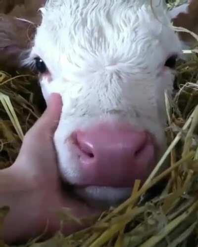 I think cows are underrated. Just look at that lil face!