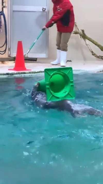 Sea otter helping with cleaning up