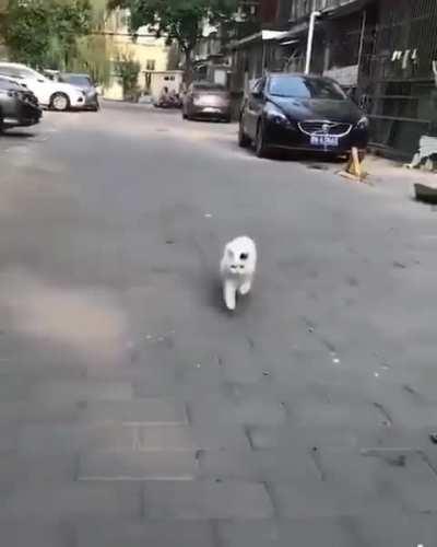 Just me? That walk is smooth