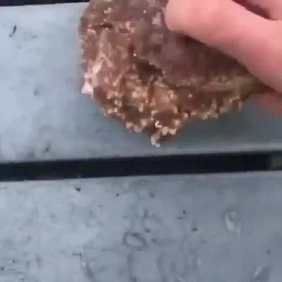 🔥 Box crab 🔥