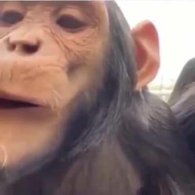 make shure you monkys have good skin and teef :) da lady chimps luv it 🐒