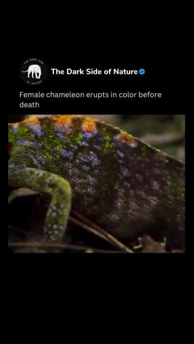 In dramatic new footage, a chameleon erupts in stunning colors while in the throes of death. Using time-lapse photography, researchers captured the colorful last few hours of the reptile’s short life — and the remarkable changes that took place in that ti