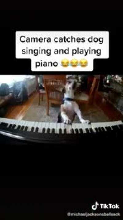 Dog playing playing piano and singing