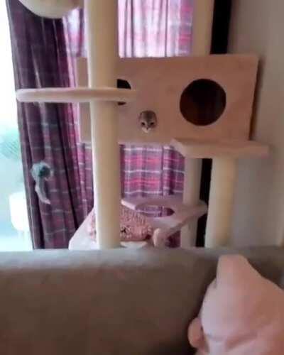 Kitten's first encounter with a vacuum cleaner