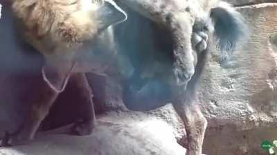 Hyenas give birth through a pseudo penis