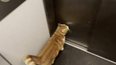 Cat has trained all humans to help with the elevator rides