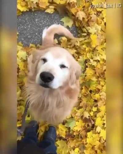 Just a happy boi making a leaf angel⠀