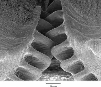 First discovered mechanical gear in a living creature