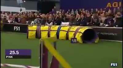 Border collie, Pink, completes agility competition in under 30 seconds