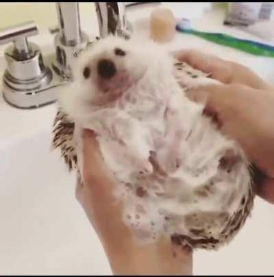 This hedgehog getting cleaned