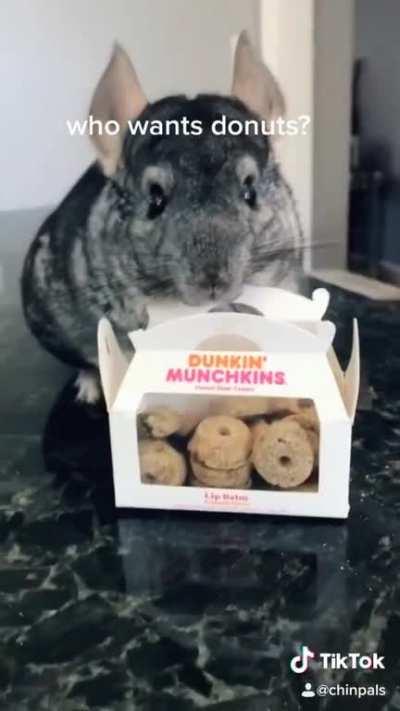 My chinchillas go out for donuts