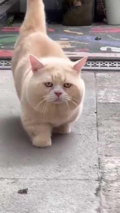 Chonky boi