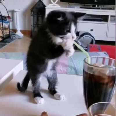 Kitten Tries To Drink Soda With Straw