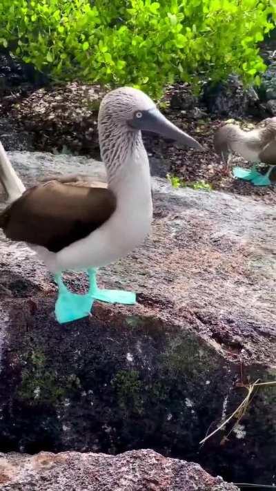 Blue-footed boobies