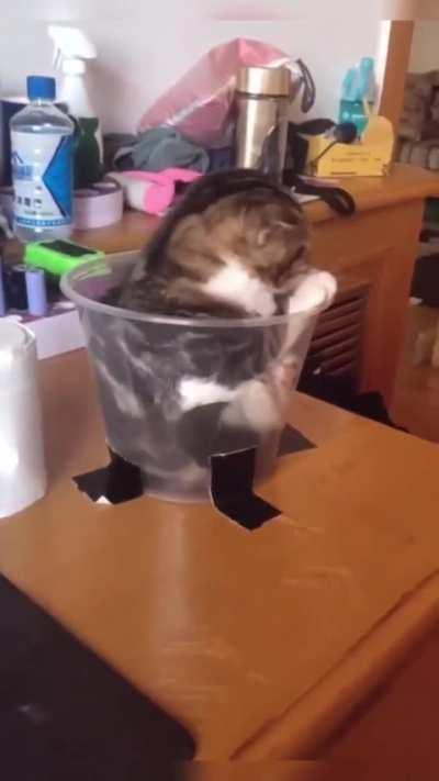 The way this cat goes into its cup 