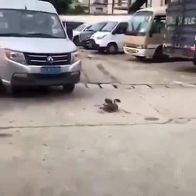 Bird acting as if it was hit