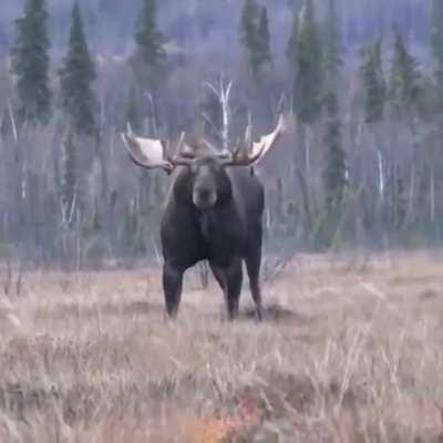 🔥 A muscular moose 🔥