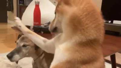Malu Dog Video - ðŸ”¥ Malu Trevejo Getting Pussy Eaten By Dog Videos 2023 ðŸ”¥ || [dd] redd.tube