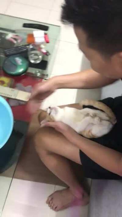 Dad shows his son how to bathe a baby using a cat as demo.