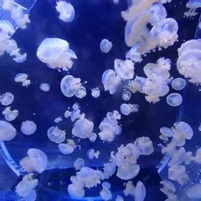 Baby white spotted jellyfish