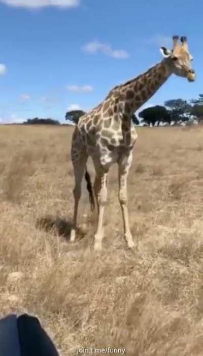 this is how Giraffe eat grass in case you didnt know