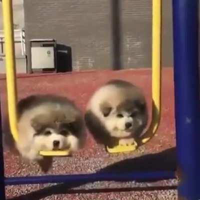 Which floofy boi can swing longer?