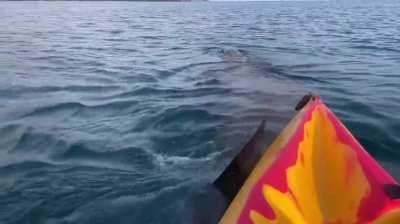 Had a little bump from a curious basking shark off the west Cork coast 🦈 🧜‍♀️