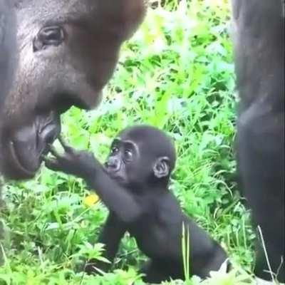 Baby gorilla meets the father for the first time