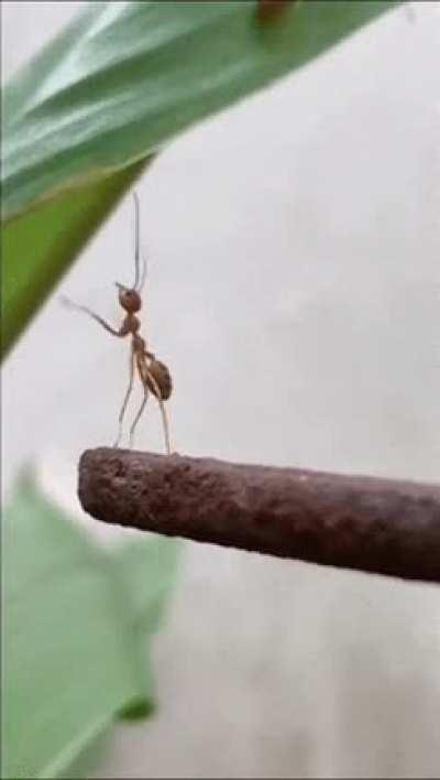 This sad ant