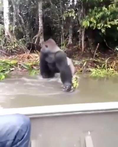 🔥 Silverback gorilla looking around to make sure no ones watching before he splashes some wildlife photographers 🔥