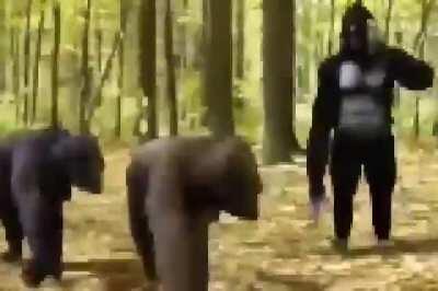 Harambe?