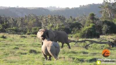 Elephant uses the power of misdirection to scare off Rhino.