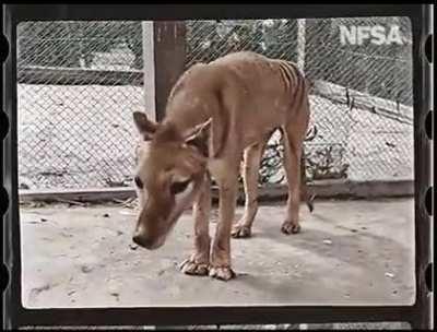 The NFSA released a colorized footage of the last known Tasmanian tiger