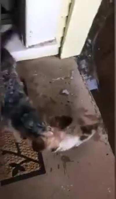 Dog saves a kitten from cold wet