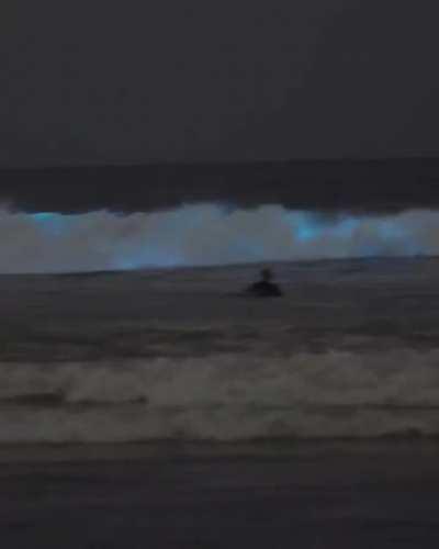 Bioluminescent algae embedded in sand - San Diego