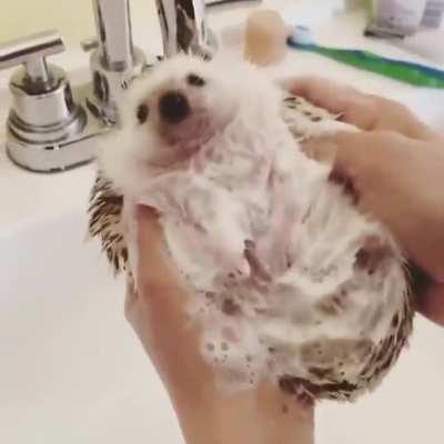 Hedgehog getting cleaned