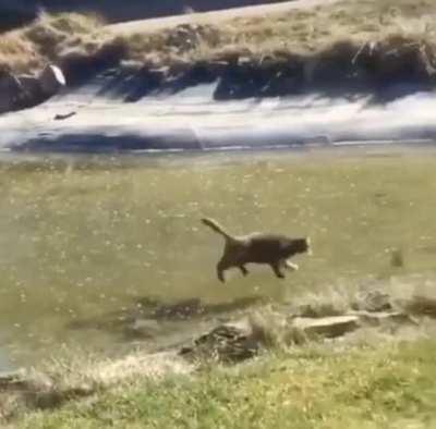 Ice Zoomies