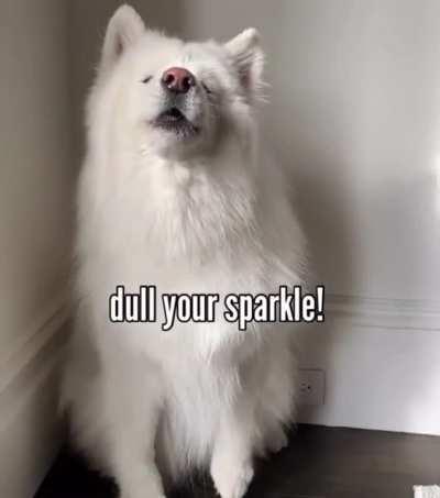 [Video] Friendly Floof Says Don’t Let Anyone Dull Your Sparkle!