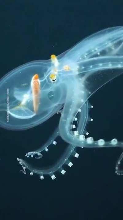 A very Rare glass Octopus with a clear body seen near Phoenix Island in the Pacific Ocean.The entire octopus is clear except for its optic nerve, eyeballs and digestive tract.