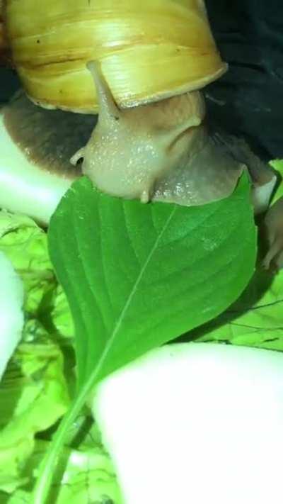 Olivia loves basil leaves!