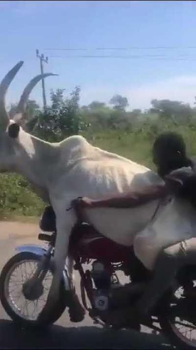 transporting animal as a motorcyclist