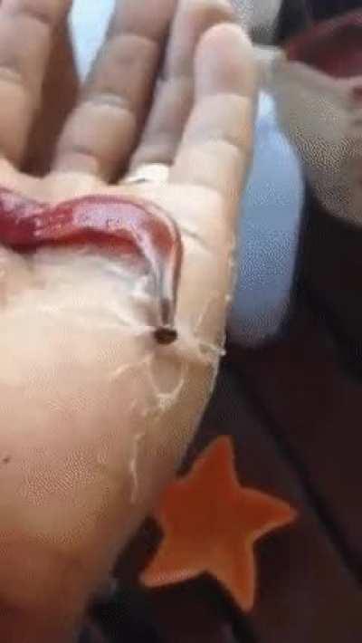 Ribbon Worms capture prey by ejecting a web-like proboscus from their body. The 'catch' is then pulled back to its mouth. (Warning: No prey consumed, but it's still freaky as hell.)