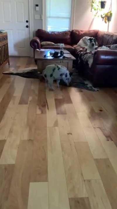 My cute pig chasing treats!