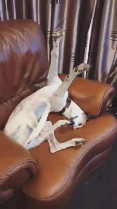 dog.exe stopped working