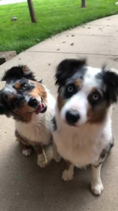 First post in this sub. Thought this crowd might like these two. Oakley with the blue eyes and her little sister, Willow, with the brown eyes. Same parents, two years apart. Always good for some quality head tilts.