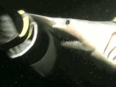 A goblin shark's jaws