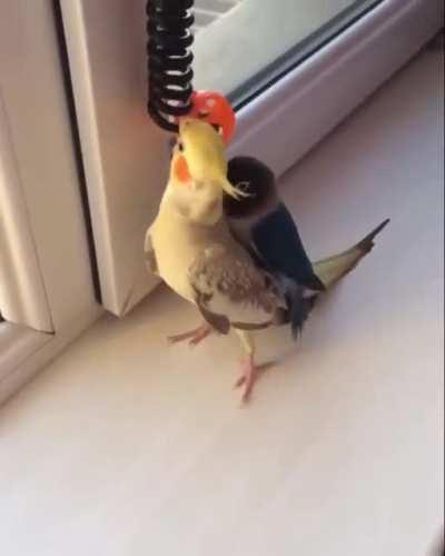 Piggyback birb