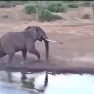 🔥 Elephant showing rhino the area belongs to him.