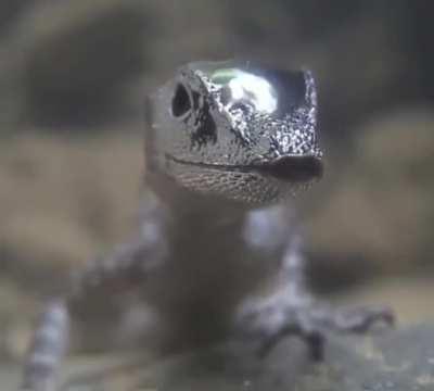 Anolis aquaticus lizards can submerge into water for up to 15 minutes by breathing from air pockets in there heads.