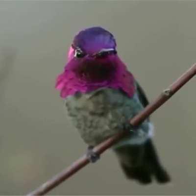 The iridescent colors of the Anna's hummingbird